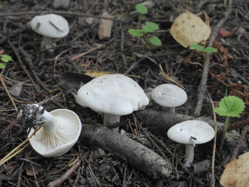 Сколько и как правильно нужно сушить грибы?