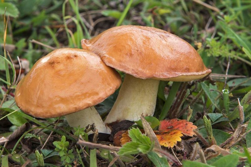 Сколько и как правильно нужно сушить грибы?