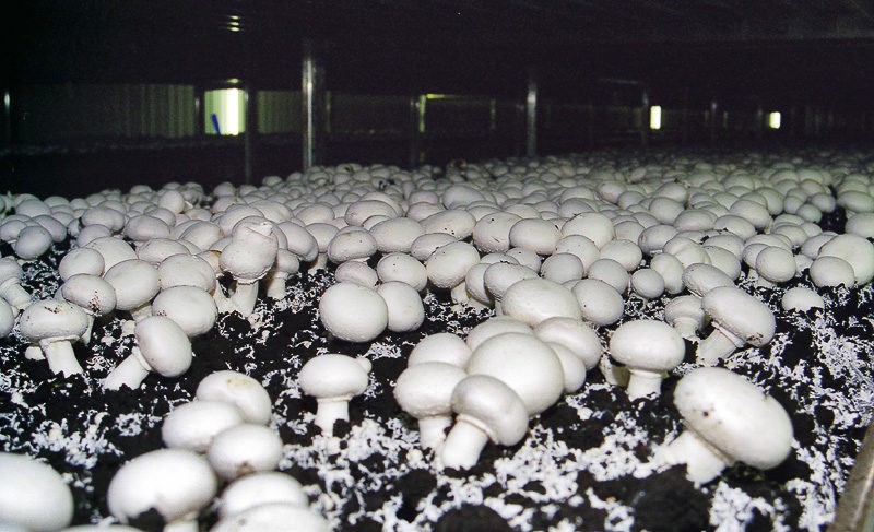 Компост для выращивания грибов