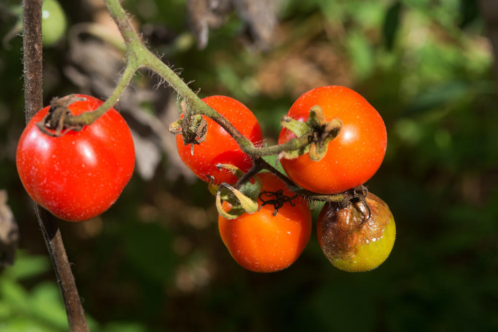 Фитофтора на помидорах - описание, борьба с ней, профилактика