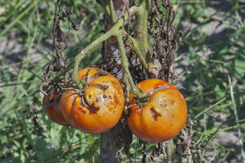 Фитофтора на помидорах - чем обработать, как бороться с болезней