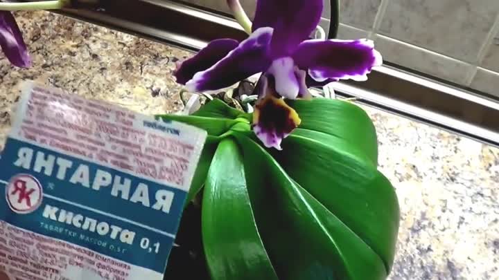 Янтарная кислота для орхидей