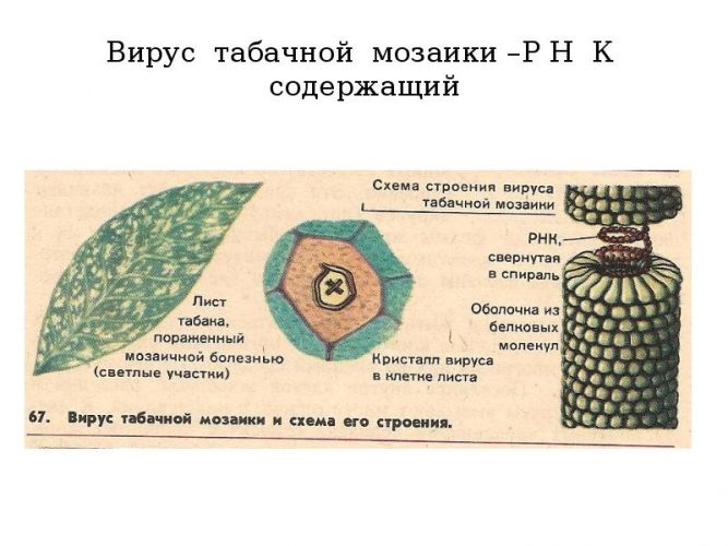 Вирус табачной мозаики. Схема строения вируса табачной мозаики. Опыт с табачной мозаикой. Вирус табачной мозаики размножается только в благоприятных условиях. Как выглядит табачная мозаика описание.