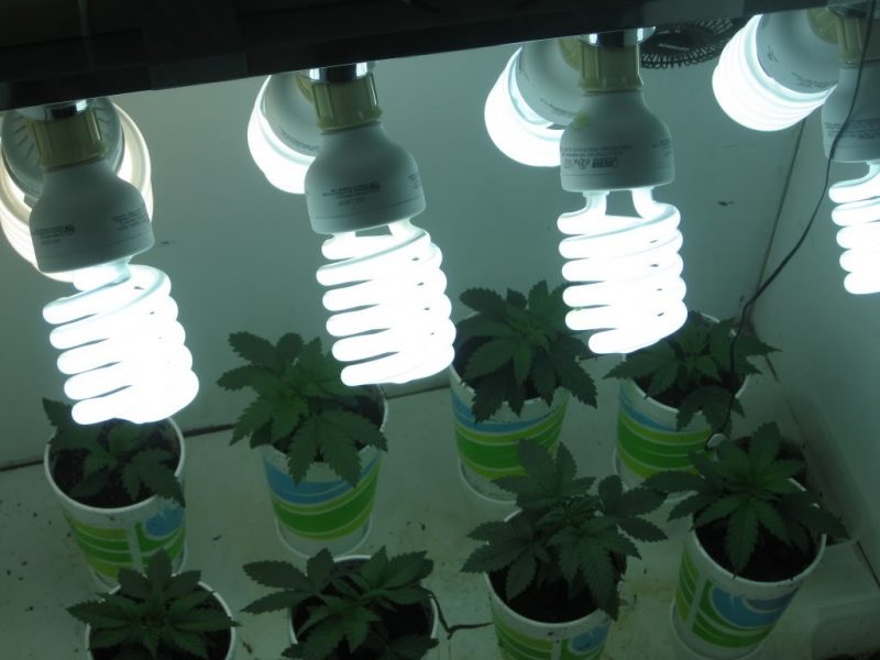 лампы для растений марихуаны