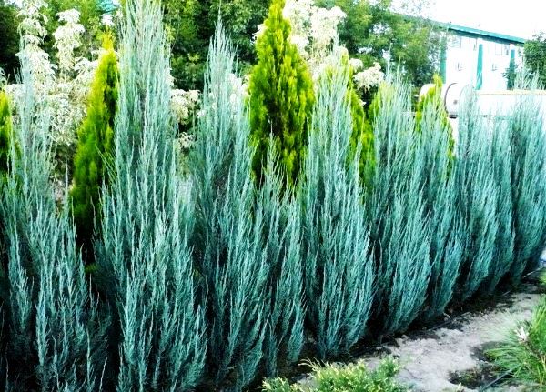 «Виды можжевельника, особенности ухода и выращивания» фото - Juniperus Blue Arrow 2