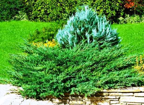 «Виды можжевельника, особенности ухода и выращивания» фото - Juniperus sabina Tamariscifolia1