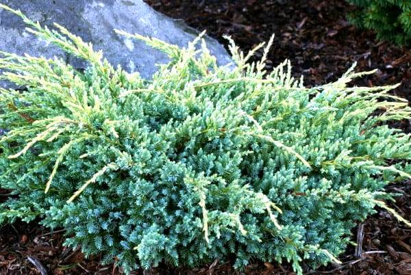 «Виды можжевельника, особенности ухода и выращивания» фото - JuniperussquamataHolger