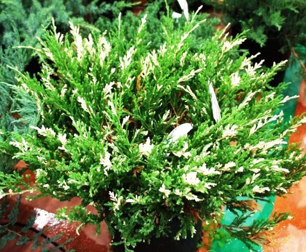 «Виды можжевельника, особенности ухода и выращивания» фото - andorra variegata