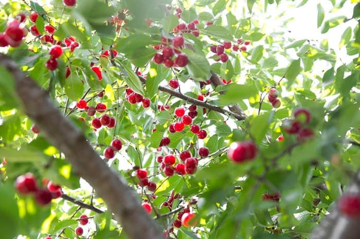 «Вишня: выращивание в саду, виды и сорта» фото - cherry tree min