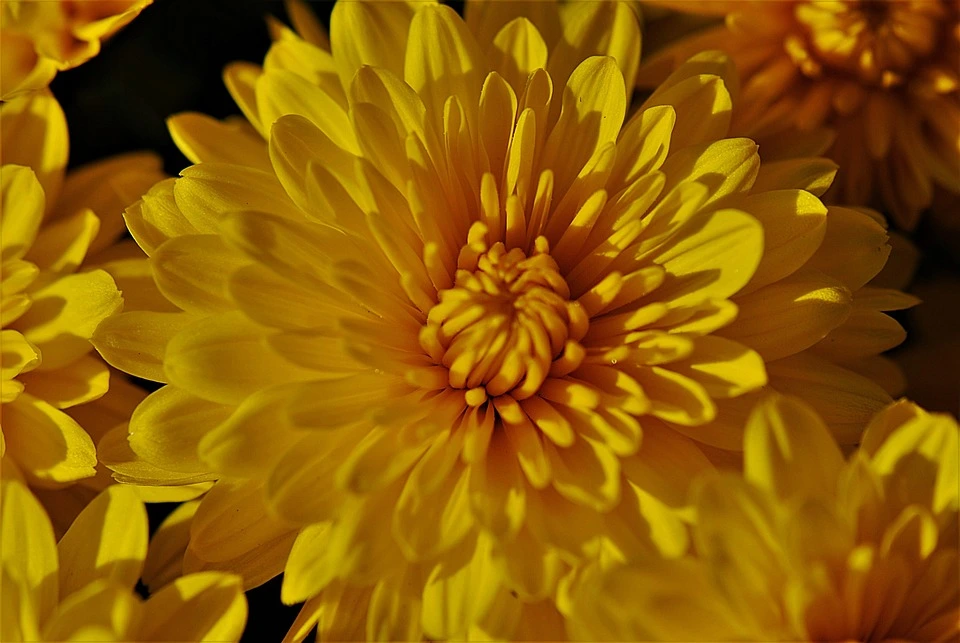 хризантема желтая фото