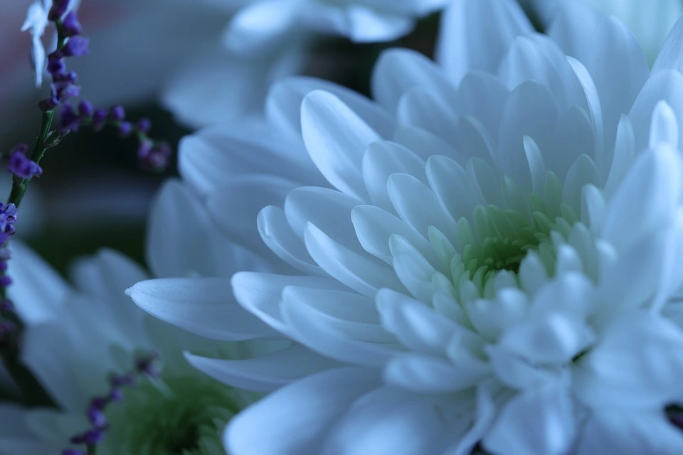 хризантема белая фото
